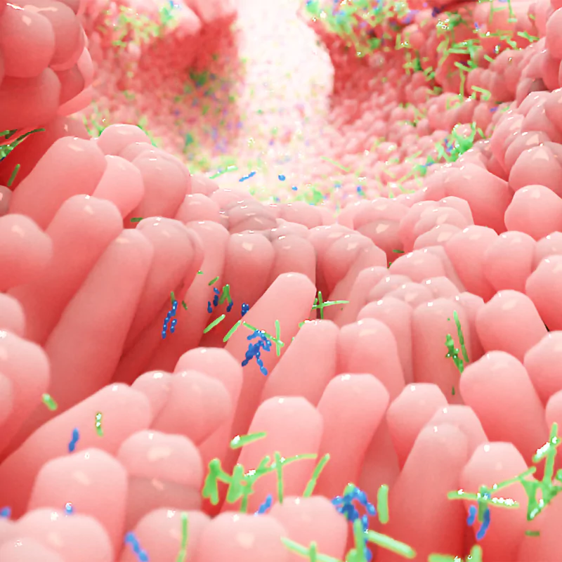 Patologia probiotico intestinal en farmacia farmatrave156 en vigo